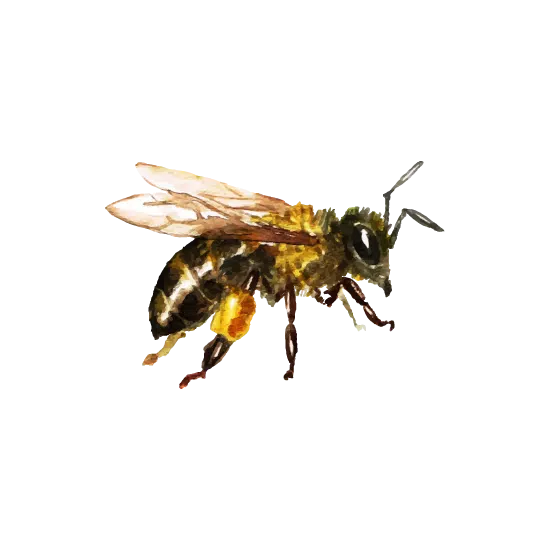 bee hover image